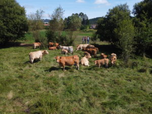 The cows return to Laíño. Sustainability, autonomy and good living